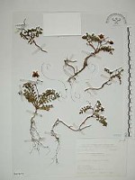 藏品(臺灣莓)的圖片