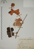 藏品(高山懸鉤子、玉山懸鉤子)的圖片