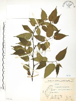 藏品(小構樹)的圖片