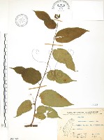 藏品(小構樹)的圖片