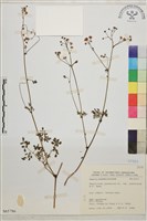 藏品(微毛爪哇唐松草)的圖片