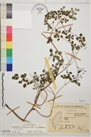 藏品(微毛爪哇唐松草)的圖片