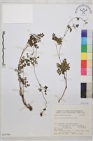 藏品(密葉唐松草)的圖片