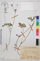 藏品(密葉唐松草)的圖片