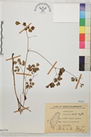 藏品(玉山唐松草)的圖片