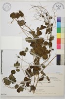 藏品(玉山唐松草)的圖片