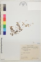 藏品(臺灣唐松草、臺灣鐵大烏)的圖片