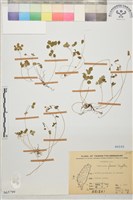 藏品(臺灣唐松草、臺灣鐵大烏)的圖片