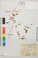 藏品(臺灣唐松草、臺灣鐵大烏)的圖片