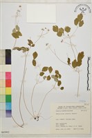 藏品(傅氏唐松草)的圖片