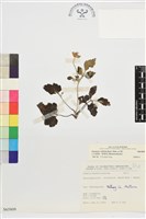 藏品(小白頭翁、野棉花)的圖片