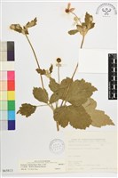 藏品(小白頭翁、野棉花)的圖片