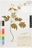 藏品(小白頭翁、野棉花)的圖片