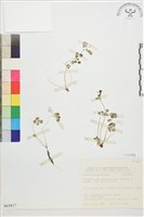 藏品(鐵線蕨葉人字果、臺灣人字果)的圖片