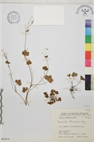 藏品(鹿場毛茛)的圖片