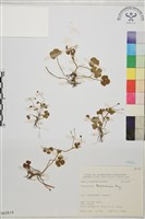 藏品(鹿場毛茛)的圖片