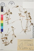 藏品(鹿場毛茛)的圖片