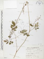 藏品(台灣升麻)的圖片