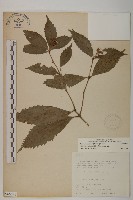 藏品(草珊瑚、紅果金粟蘭)的圖片