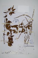 藏品(漿果莧)的圖片