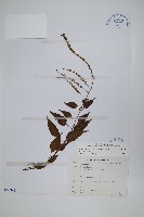 藏品(漿果莧)的圖片