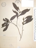 藏品(楊梅)的圖片