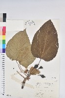 藏品(石栗)的圖片