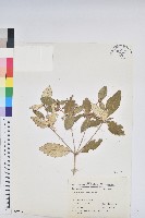 藏品(裡白巴豆)的圖片