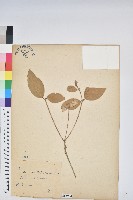 藏品(裡白巴豆)的圖片