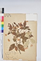 藏品(裡白巴豆)的圖片