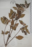 藏品(野牡丹)的圖片