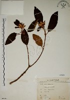 藏品(野牡丹)的圖片