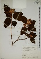 藏品(野牡丹)的圖片