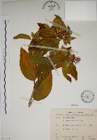 藏品(基尖葉野牡丹、蘭嶼野牡丹)的圖片