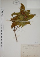 藏品(基尖葉野牡丹、蘭嶼野牡丹)的圖片