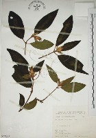 藏品(野牡丹)的圖片