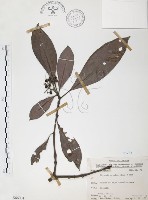 藏品(九節木、牛屎烏、青龍吐霧)的圖片