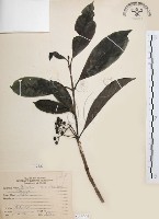 藏品(九節木、牛屎烏、青龍吐霧)的圖片