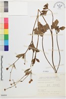 藏品(水辣菜、禺毛茛)的圖片