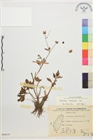 藏品(水辣菜、禺毛茛)的圖片