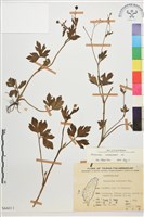 藏品(水辣菜、禺毛茛)的圖片