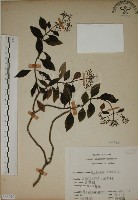 藏品(拎壁龍)的圖片