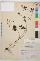 藏品(辣子草、揚子毛茛)的圖片