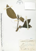 藏品(檄樹、諾麗果)的圖片