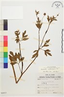 藏品(水辣菜、禺毛茛)的圖片