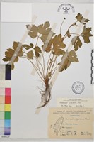 藏品(鉤柱毛茛)的圖片