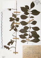 藏品(對面花)的圖片