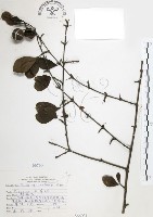 藏品(對面花)的圖片