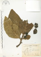 藏品(檄樹、諾麗果)的圖片