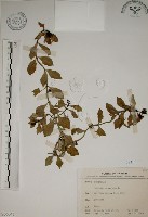 藏品(拎壁龍)的圖片